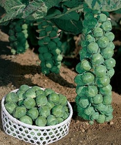 野菜苗　メキャベツ　早生子持