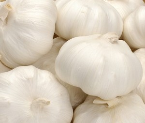 【予約販売】野菜種 ニンニク 山東ニンニク 500ｇ