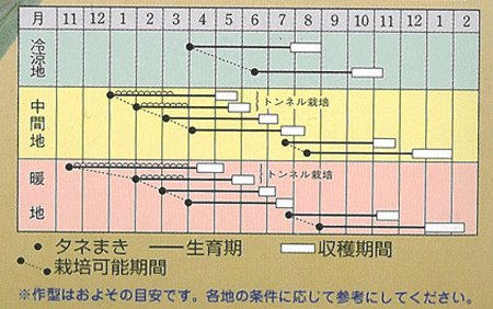種　ニンジン　向陽（こうよう）二号　500粒