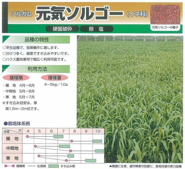 緑肥用ソルゴー（農業用）　元気ソルゴー　硬盤破砕、除塩　1ｋｇ