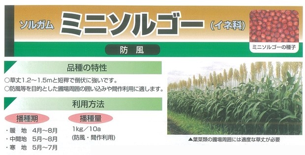ソルガム　ソルゴー　ミニソルゴーの特性