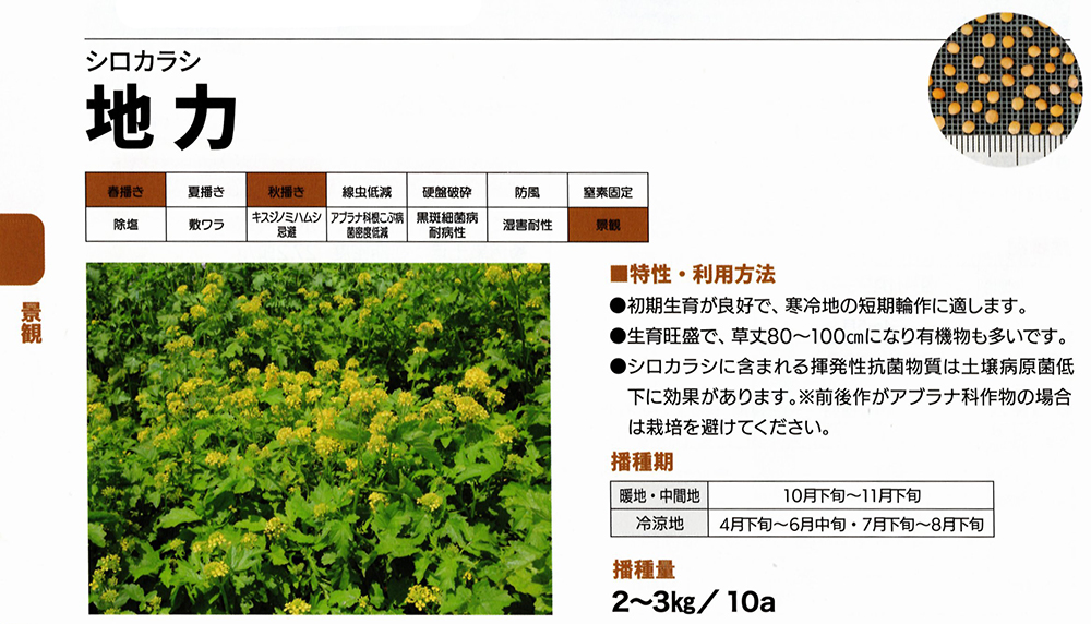 カネコ種苗 緑肥 景観用緑肥 シロカラシ 地力 1kg : イケダグリーン