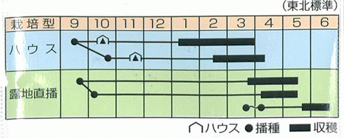 三陸つぼみ菜　栽培様式（作型表）