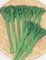 野菜苗　茎ブロッコリー　スティックセニョール