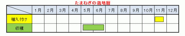 玉ねぎの栽培暦