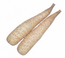 らくらくナガイモシリーズずんぐり太郎 カネコ選抜