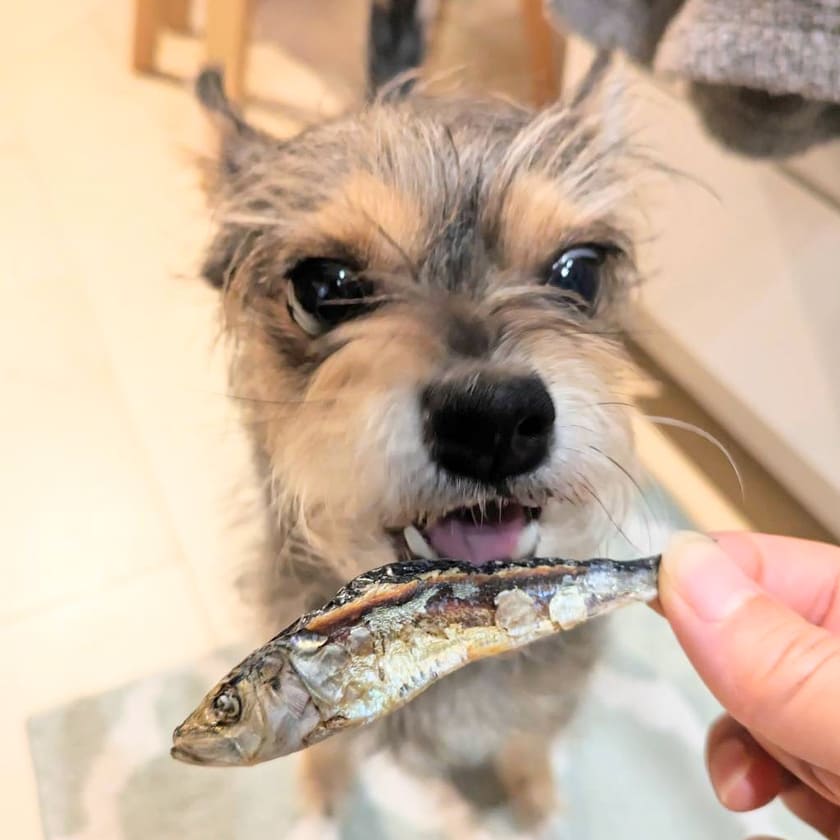 iliosmile 犬 おやつ 無添加 国産 愛媛産 いわし煮干し 大サイズ
