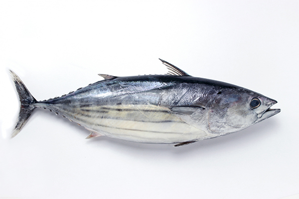 鰹の厚削り 50g