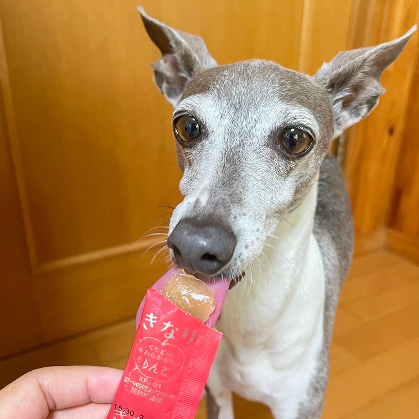 犬 おやつ 無添加 国産 きなり くちどけやわらかゼリー りんご 5g×10本