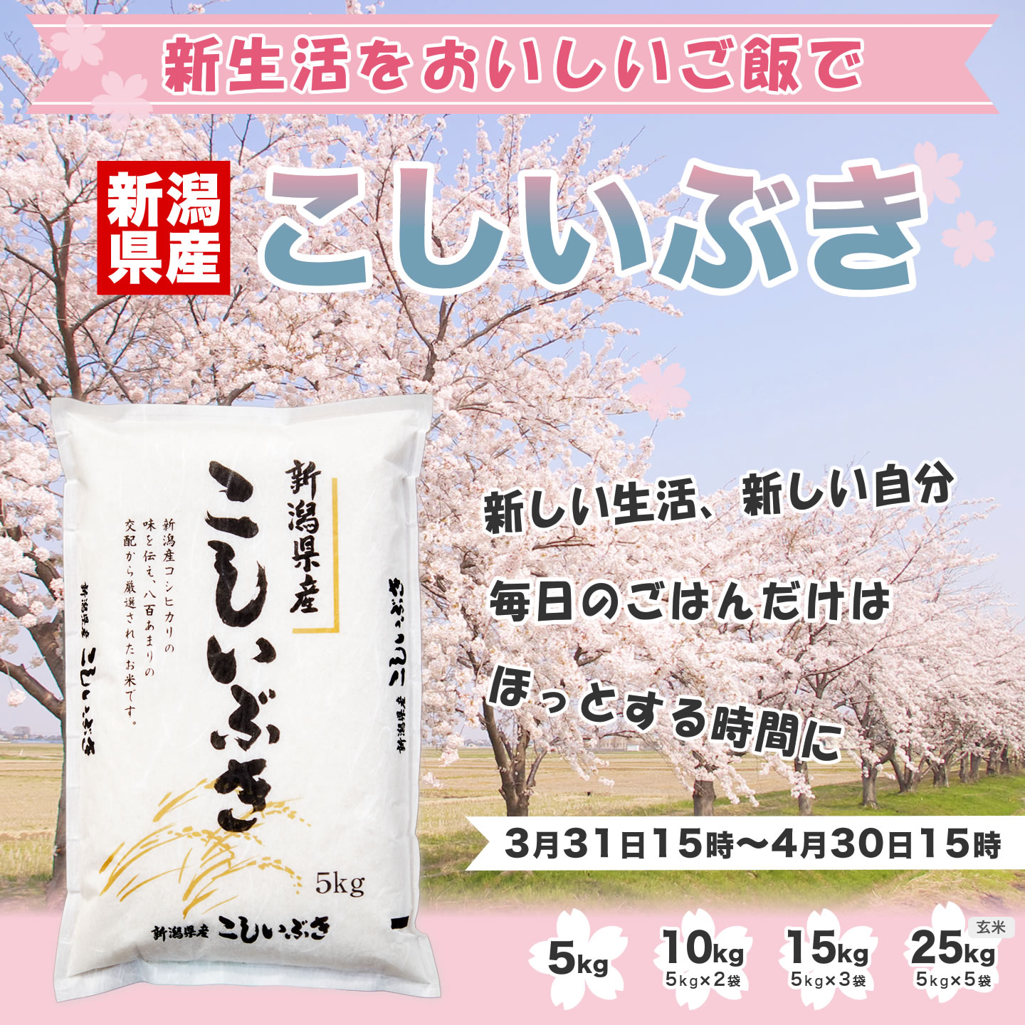 こしいぶき 令和7年産 新潟産 5kg 米【新生活応援セール】 : お米 