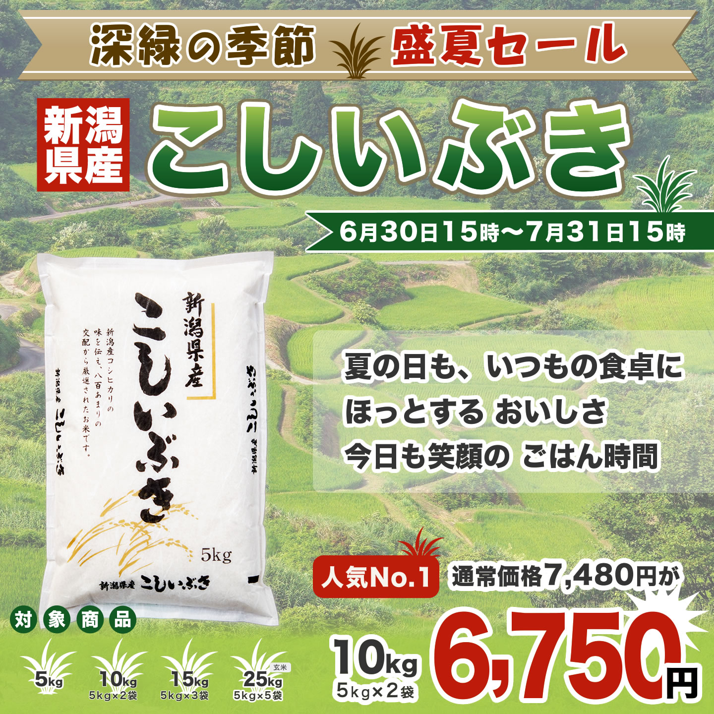 7月のおすすめ こしいぶき