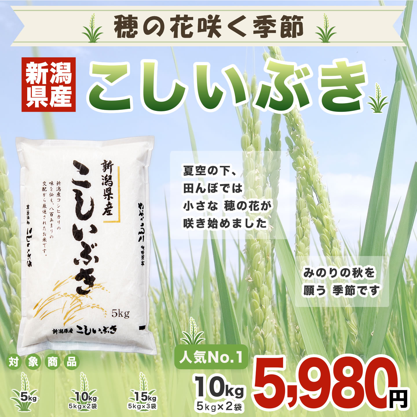 こしいぶき 令和7年産 新潟産 10kg(5kg×2袋) 米 8月のおすすめ : お米
