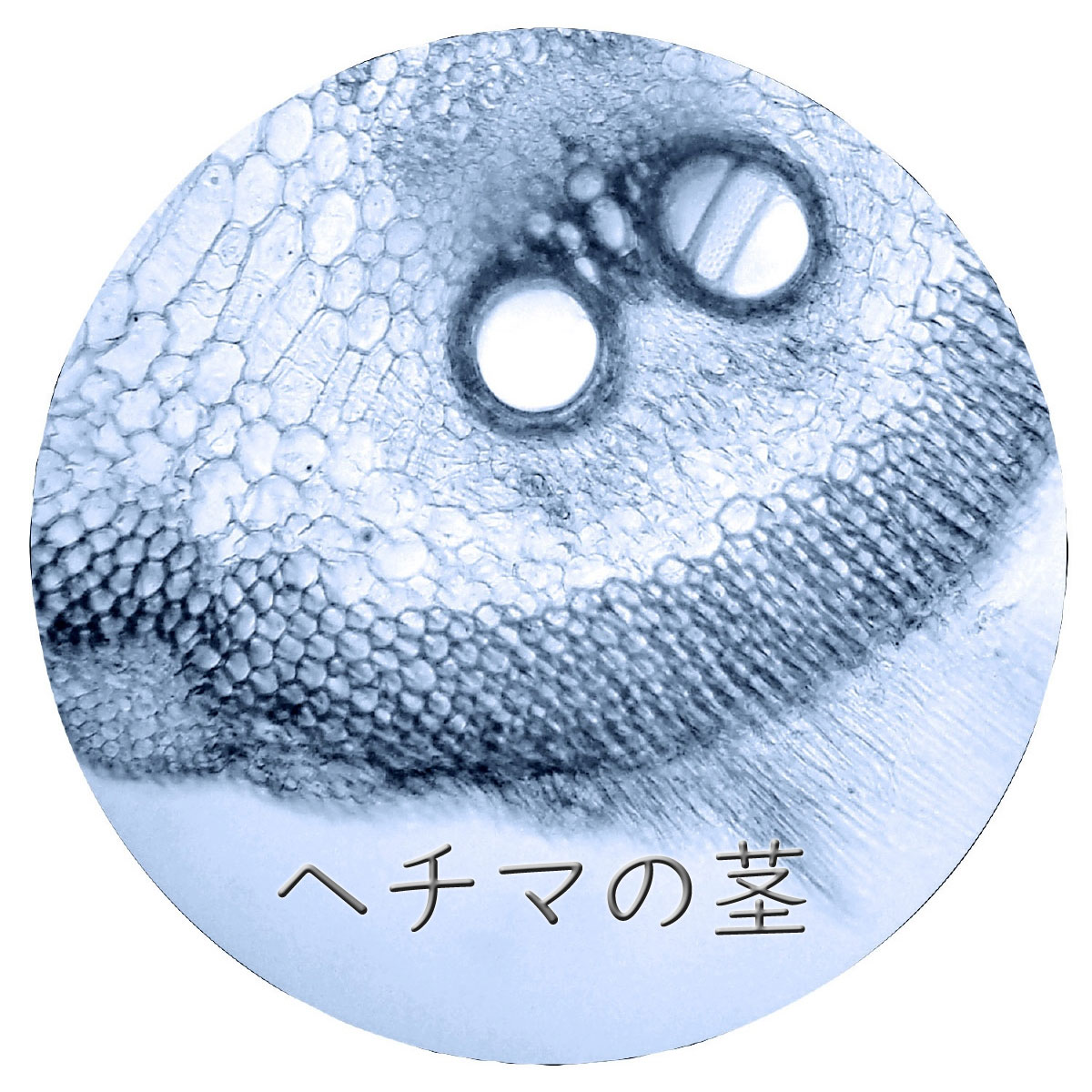 150倍顕微鏡で見たヘチマの茎