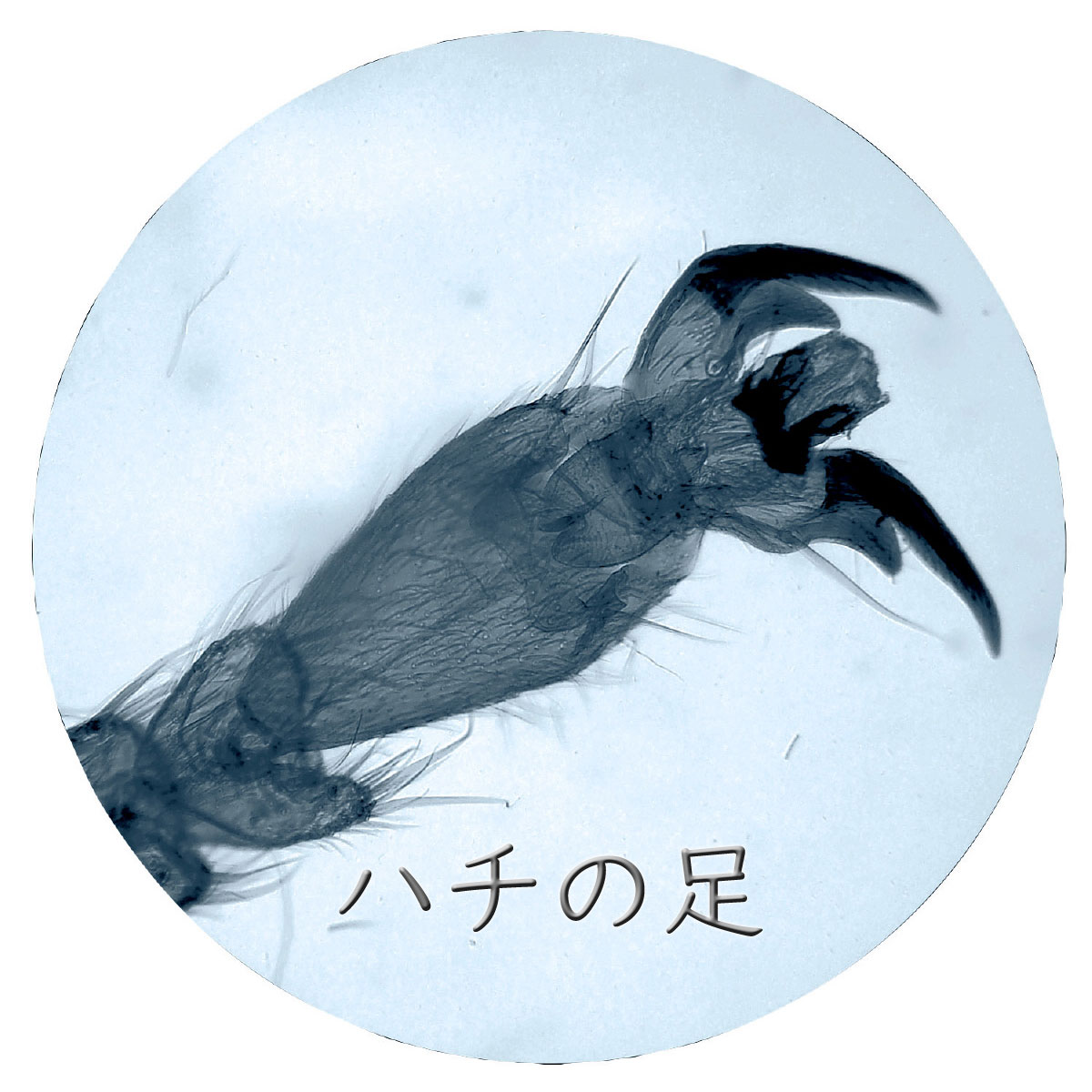 150倍顕微鏡で見たハチの足