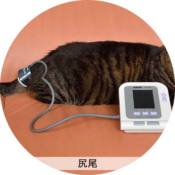 ペット 血圧計 PES-1700 エルデ 犬 猫 小型 動物 一般医療機器