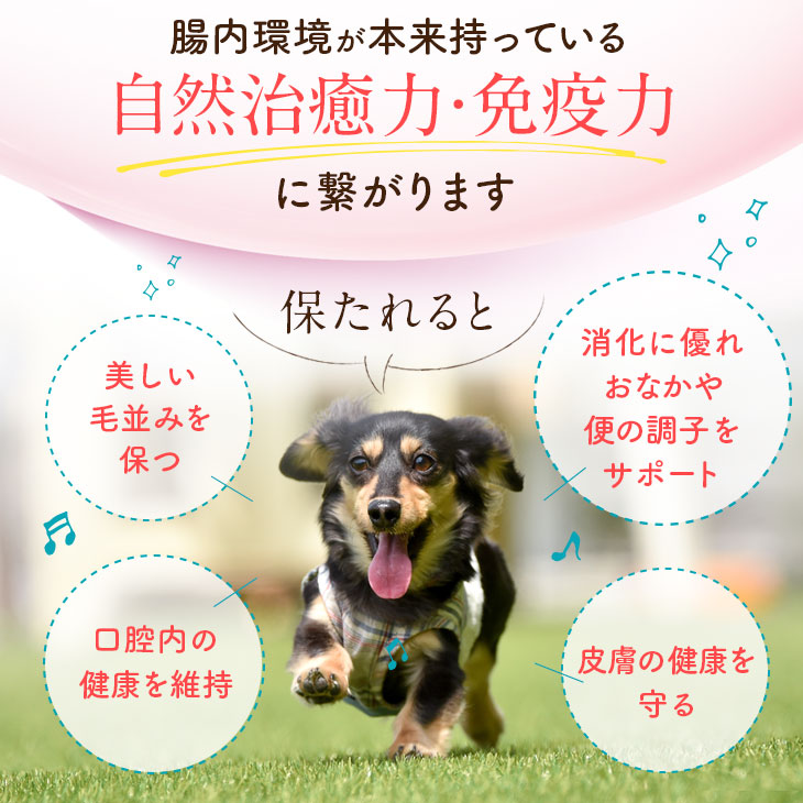 【いぬだペプチド 60粒】シニア犬 サプリ｜関節 免疫 胃腸 健康をサポート 緑イ貝 プロテオグリカン イミダゾールペプチド コラーゲン 乳酸菌 老犬 サプリメント |  | 11