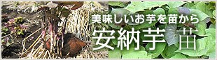 美味しいお芋を苗から