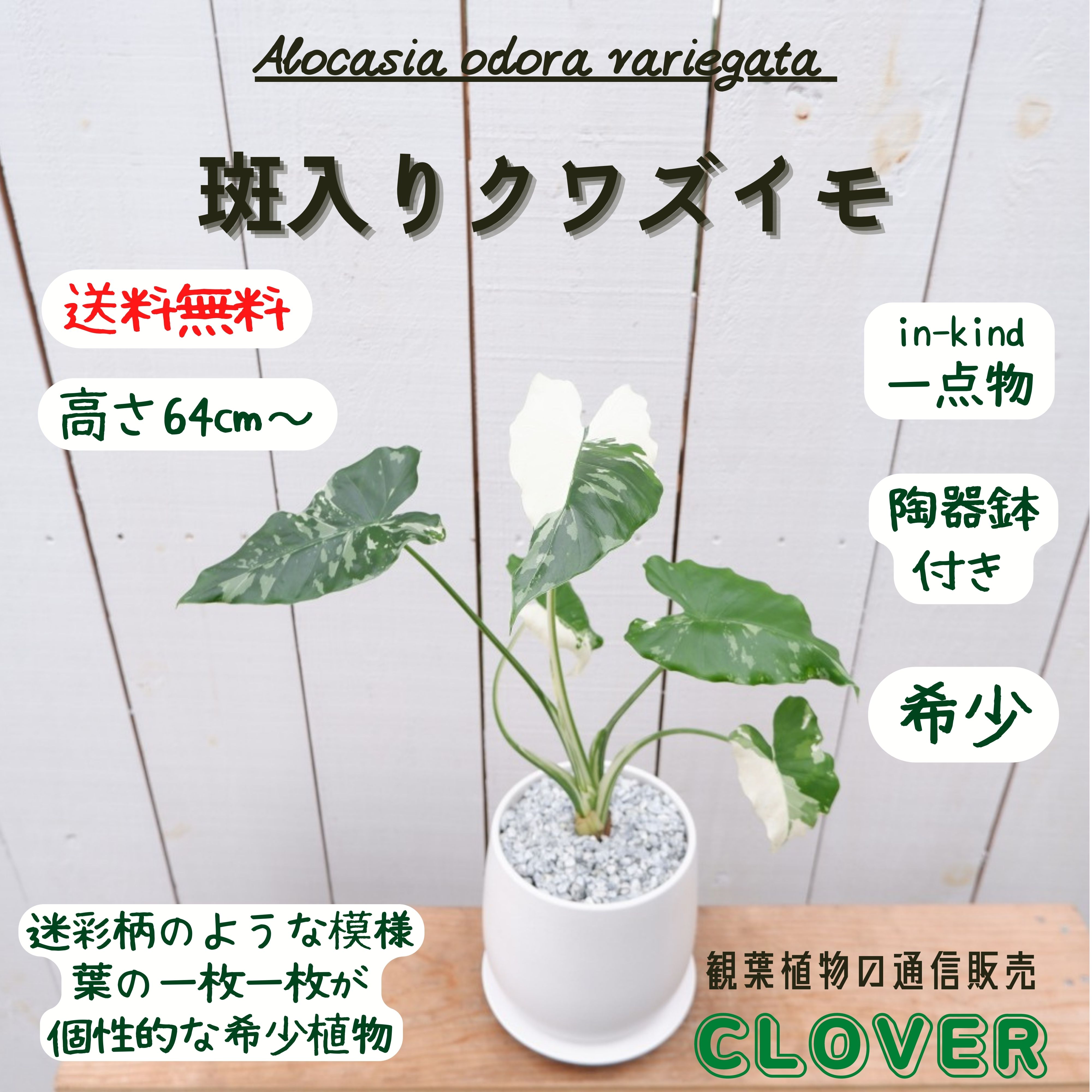 斑入り クワズイモ 希少 レア 陶器付き 観葉植物 現品 お祝い