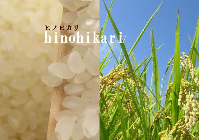 6年産　熊本県産ヒノヒカリ精白米10ｋｇ
