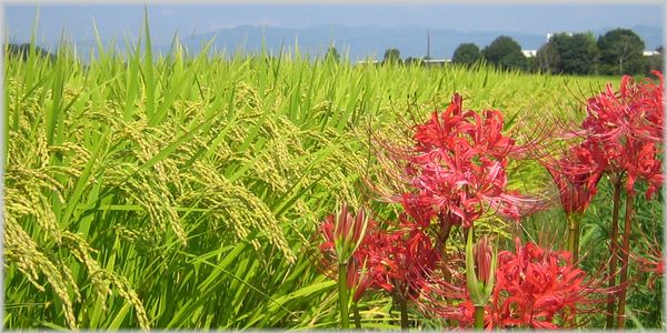 6年産　熊本県産ヒノヒカリ精白米10ｋｇ