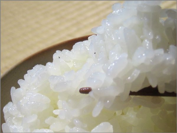 6年産　熊本県産ヒノヒカリ精白米10ｋｇ