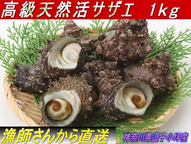 高級天然活さざえ　1ｋｇ　とれたて産地直送　神奈川逗子小坪産　【クール冷蔵便発送】　小坪ブランドの高級サザエをお召し上がりください。