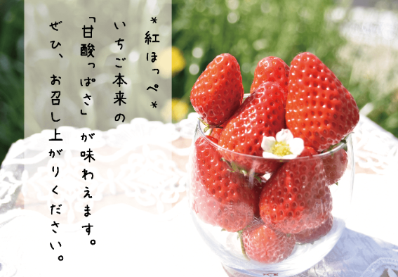 大阪 いちご 紅ほっぺ 苺 小粒いちご 1KG イチゴ ≪お届け期間：2023/12/22〜2024/5/30≫