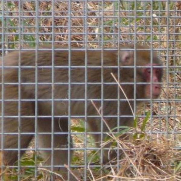 営業所止めにてお届け】ファーレ旭式 サル用箱罠片扉 鳥獣 被害対策 猿 さる サル 狩猟 害獣 駆除 簡単 : hakowanasaru-0005 :  箱罠・くくり罠のイノホイ inohoi - 通販 - Yahoo!ショッピング