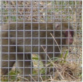 ご指定場所へ直送】ファーレ旭式 サル用箱罠片扉 鳥獣 被害対策 猿