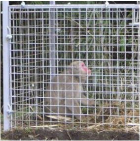 ご指定場所へ直送】ファーレ旭式 サル用箱罠片扉 鳥獣 被害対策 猿