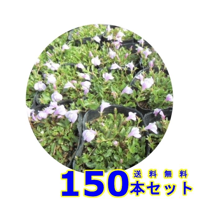 ブランドのギフトサギゴケ　ピンク (鷺苔 ピンク花)  9.0ｐ          150本      グランドカバー　下草　雑草予防
