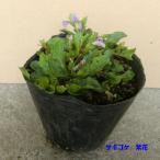 サギゴケ ムラサキ (鷺苔 紫花) 9.0p ...の詳細画像1