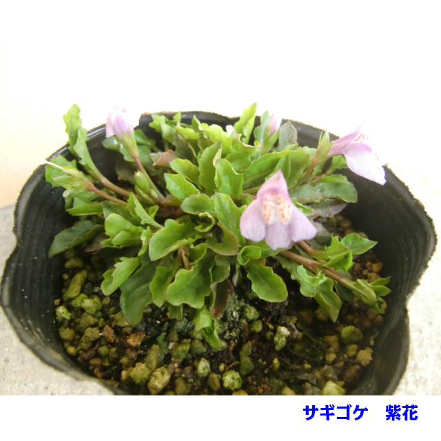 定番スタイル サギゴケ ムラサキ (鷺苔 紫花) グランドカバー 下草 9.0