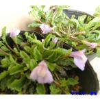サギゴケ ムラサキ (鷺苔 紫花) 9.0p ...の詳細画像4
