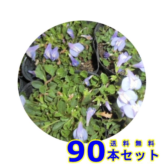 サギゴケ　ムラサキ (鷺苔 紫花)  9.0ｐ          90本      グランドカバー　下草　雑草予防