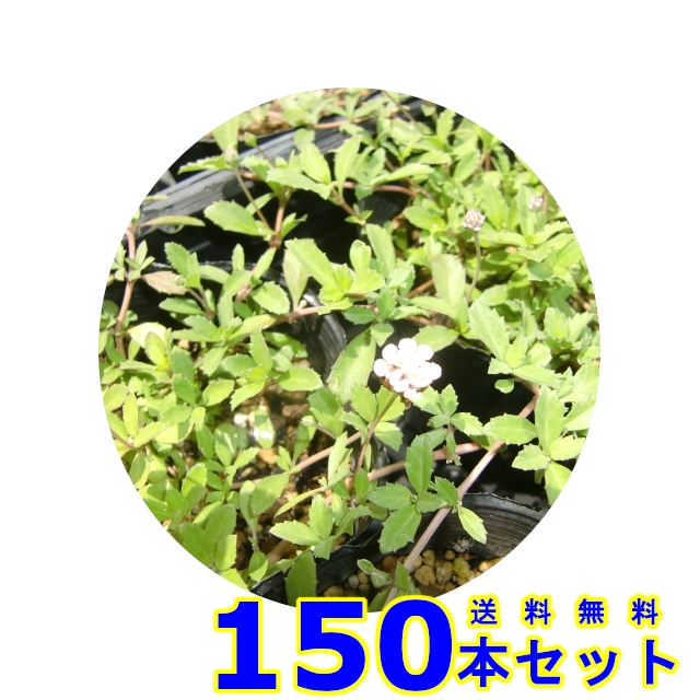 ヒメイワダレソウ　 (白花 リッピア リピア　)  9.0ｐ          150本      グランドカバー　下草　雑草予防