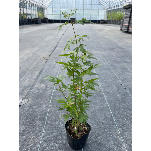 植木 イロハモミジ (紅葉) 9.0p 1本 樹高0.3m前後 : 猪之助