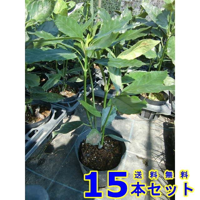 植木 クロアオキ (アオキ)  15.0ｐ          15本      樹高0.4ｍ前後   15.0ｐ 植木　苗木　シンボルツリー　生垣