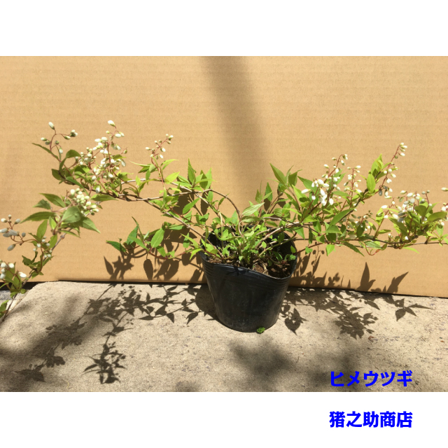 植木 ヒメウツギ (姫卯木) 12.0ｐ 20本 樹高0.2ｍ前後 12.0ｐ 植木