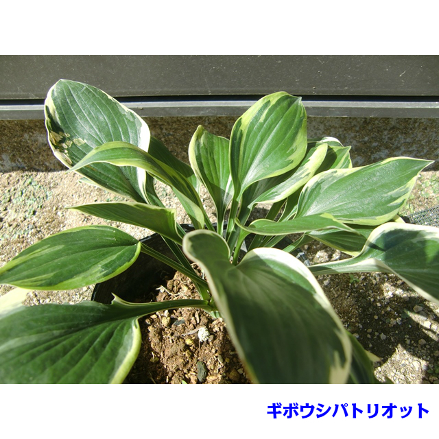 植物ギボウシ（グランドカバー、下草の苗）の商品一覧｜苗 | 花