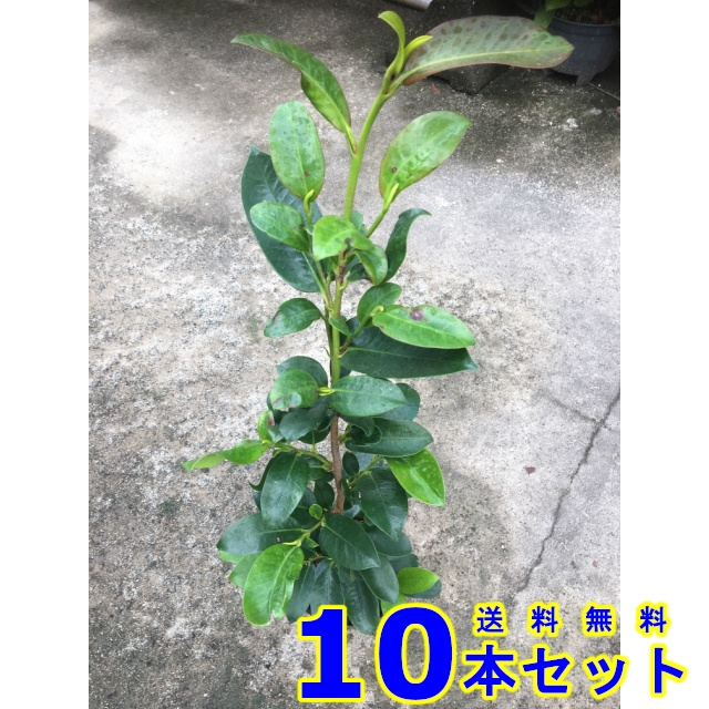 正規通販】 植木 サカキ (榊 青芽) 15.0ｐ 10本 樹高0.3ｍ前後 15.0ｐ