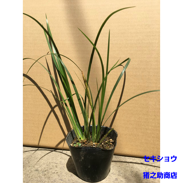 セキショウ (石菖) 10.5ｐ 1本 グランドカバー 下草 雑草予防 : 002