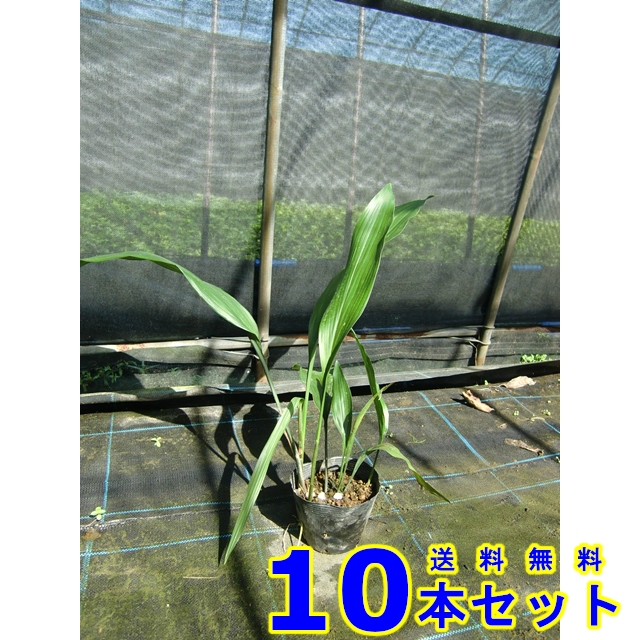 ハラン (葉蘭)  13.5ｐ          10本      植木　苗木　シンボルツリー　生垣