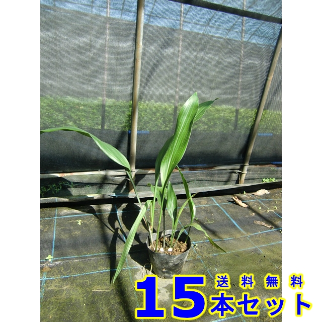 ハラン (葉蘭)  13.5ｐ          15本      植木　苗木　シンボルツリー　生垣