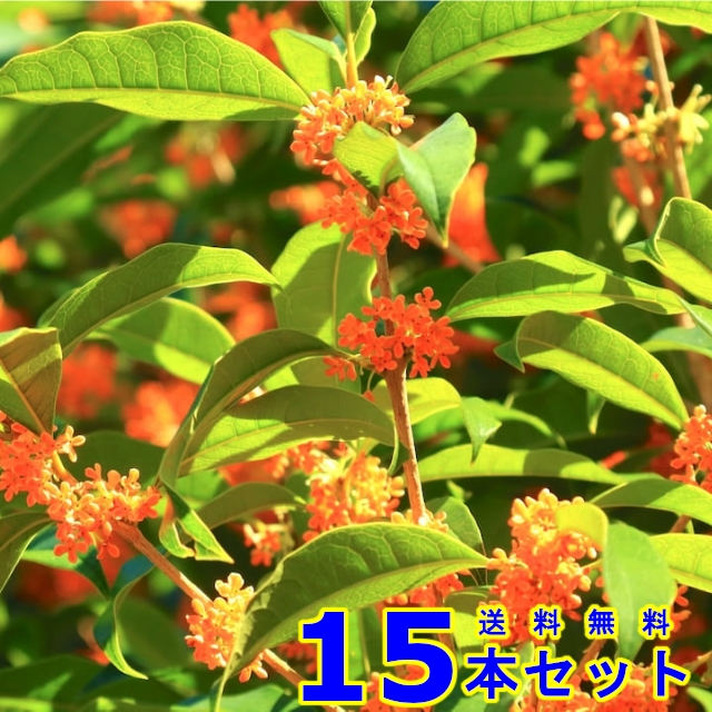 植木 キンモクセイ (金木犀) 15.0ｐ 15本 樹高0.5ｍ前後 15.0ｐ 植木
