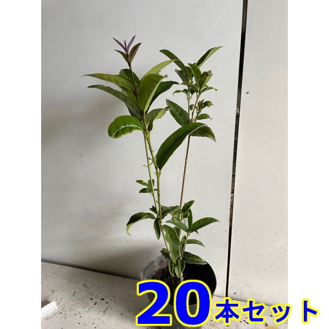 植木 ギンモクセイ (銀木犀) 15.0ｐ 20本 樹高0.5ｍ前後 15.0ｐ 植木