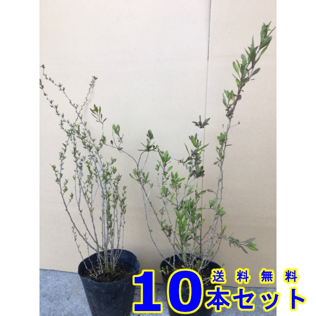 植木 クコ (枸杞)  15.0ｐ          10本      樹高0.3ｍ前後   15.0ｐ 植木　苗木　シンボルツリー　生垣