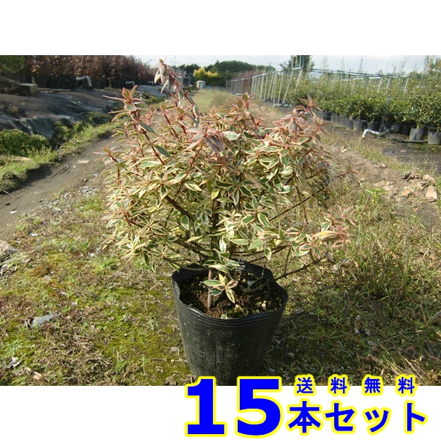 植木 アベリア コンフェッティ (斑入りアベリア)  15.0ｐ          15本      樹高0.2ｍ前後   15.0ｐ 植木 若木 記号天然木 生け垣 その他苗木、植木-花、ガーデニング