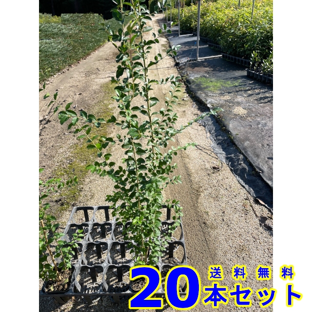 植木　苗木　生垣 プリペット (セイヨウイボタノキ) 10.5ｐ 20本 樹高0.5ｍ前後 10.5ｐ