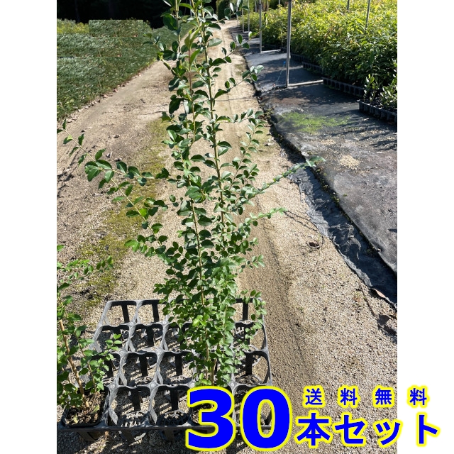 植木 若木 生け垣 プリペット (セイヨウイボタノキ)  10.5ｐ          30本      樹高0.5ｍ前後   10.5ｐ 花、ガーデニング-苗木、植木